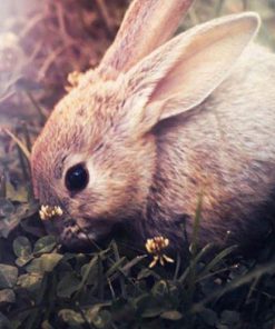 Domestic Rabbit  Animals Paint By Numbers