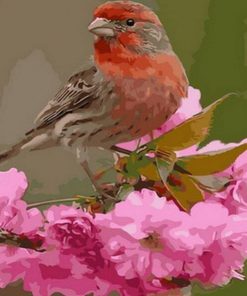 Finch Bird Birds Paint By Numbers