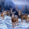 Alaska Deers Animals Paint By Numbers