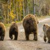 Bear Bums Animals Paint By Numbers