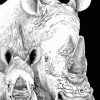 Black And White Rhino Animals Paint By Numbers