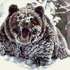 Wild Brown Bear Animals Paint By Numbers