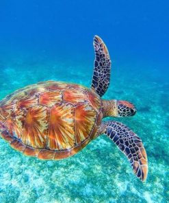 Sea Tortoise Animals Paint By Numbers