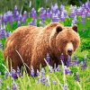 Bear in a Lavender Field Animals Paint By Numbers