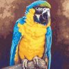 Blue and Gold Macaw Birds Paint By Numbers