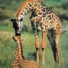 Giraffe Mother and Her Baby paint by numbers