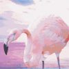 Greater Flamingo paint by numbers