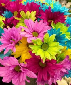 Colorful Daisies Flowers Flowers Paint By Numbers