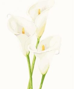 Calla Lily  Flowers Paint By Numbers