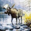 Moose in River paint by numbers