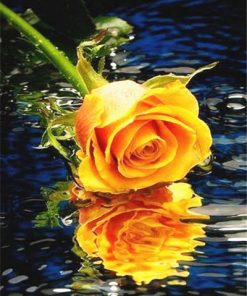 Orange Rose on Water Flowers Paint By Numbers