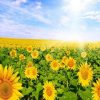 Field of Sunflowers  Flowers Paint By Numbers