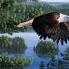 Bald Eagle Birds Paint By Numbers