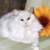 White Cat Animals Paint By Numbers