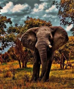 Wild Elephant Animals Paint By Numbers