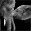 Black and White Elephants Animals Paint By Numbers