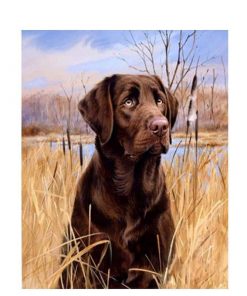 Dog In The Grass Animals Paint By Numbers