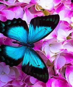 Blue Butterfly On Roses Animals Paint By Numbers