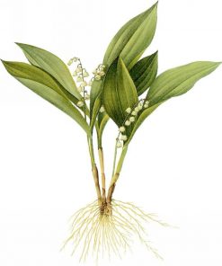Lily of The Valley Flowers Paint By Numbers