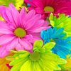 Colorful Flowers NEW Paint By Numbers