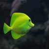Green Fish Aquarium NEW Paint By Numbers