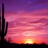 Beautiful Cactus Sunset NEW Paint By Numbers