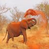 African elephant NEW Paint By Numbers