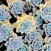 Aesthetic Succulents NEW Paint By Numbers