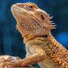 Lizard Bearded Agama NEW Paint By Numbers