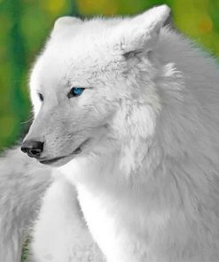 White Cute Wolf  NEW Paint By Numbers