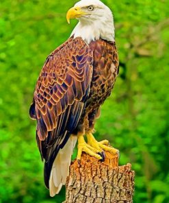 Southern Bald Eagle Paint by numbers