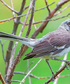 northern-mockingbird-1-paint-by-numbers