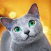 cute-Russian-Blue-cat-paint-by-numbers