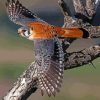 American Kesrel Desert Bird Paint by numbers