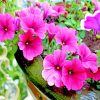 Blooming Pink Petunia Paint by numbers