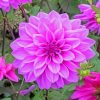 Dahlia Lilac Paint by numbers