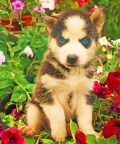 baby-dogs-face-flowers-husky-paint-by-numbers