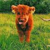 Baby Highland Cow