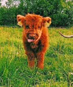 Baby Highland Cow