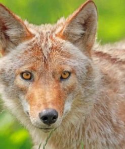 Coyote In A Field Paint by numbers