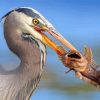 Heron Eating A Fish