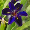 Iris Louisiana Paint by numbers