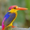 Oriental Dwarf Kingfisher Paint by numbers