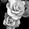 rose-black-and-white-flowers-paint-by-numbers