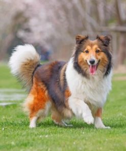 Cute Sheltie Paint by numbers