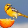 yellow-and-brown-sparrow-on-sliced-orange-paint-by-numbers