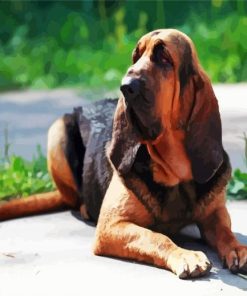 Bloodhound Dog paint by number