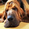 Bloodhound Sleeping paint by number