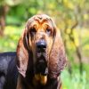 Bloodhound Dog paint by number