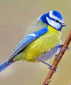 Blue tit Bird Holding On a Branch Paint By Number